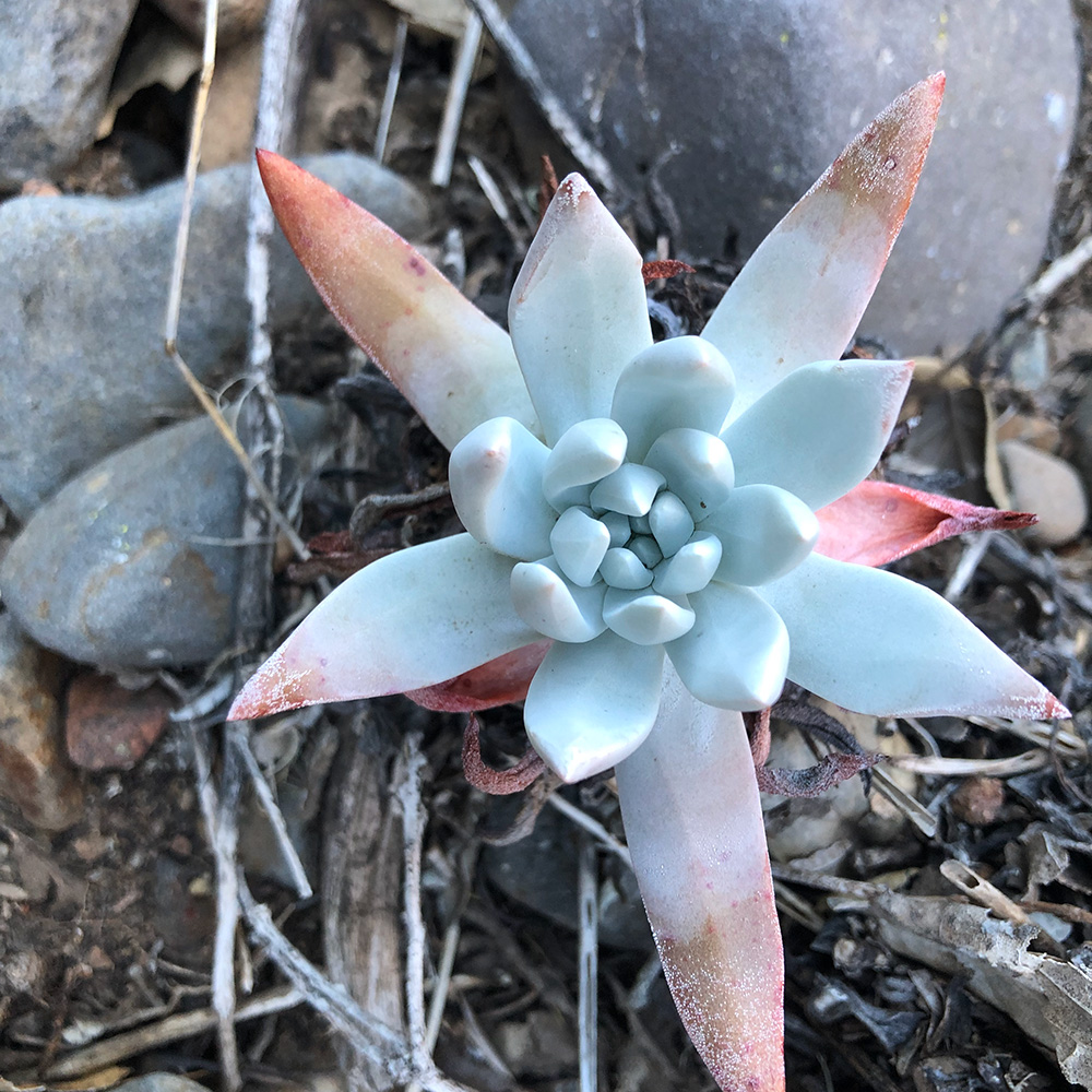 Succulent feeling prickly representing need for online therapy in California with Brianne Billups Hughes