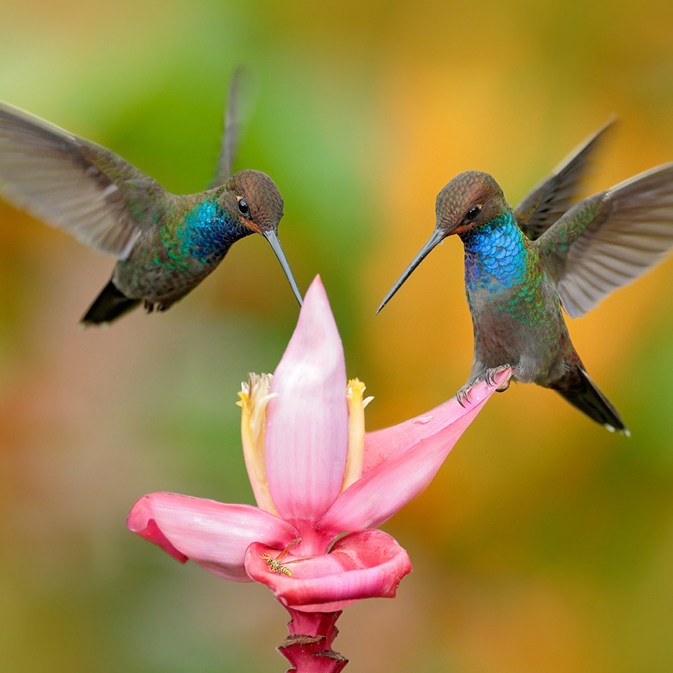 Two hummingbirds drinking nectar together - Couples Counseling serving Malibu, Pacific Palisades, Santa Monica, Marina Del Rey and all of California