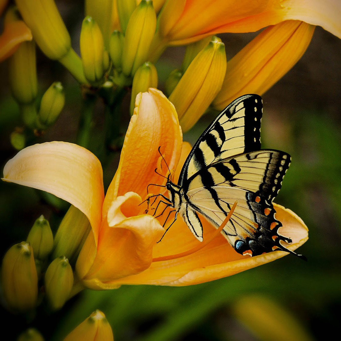 Butterfly inside a flower representing online sex therapy in CA, serving