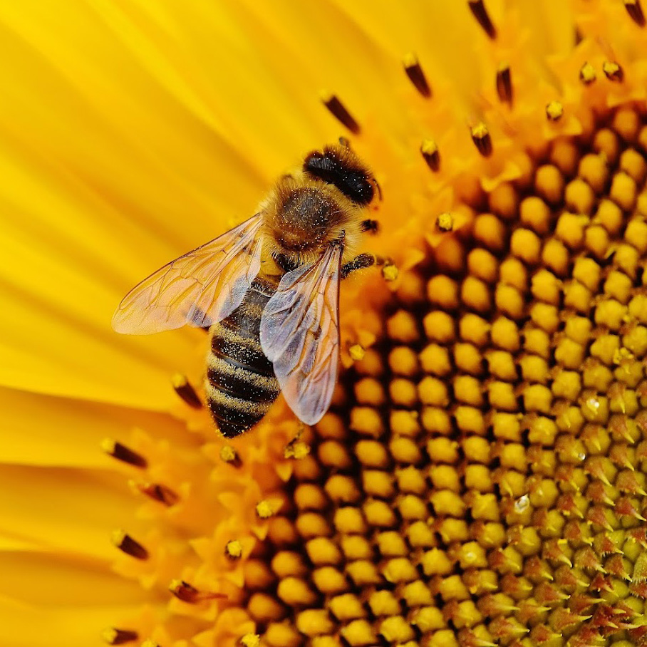 Bee inside a sunflower - Online sex therapy in California including Malibu, Pacific Palisades, Santa Monica, Marina Del Rey