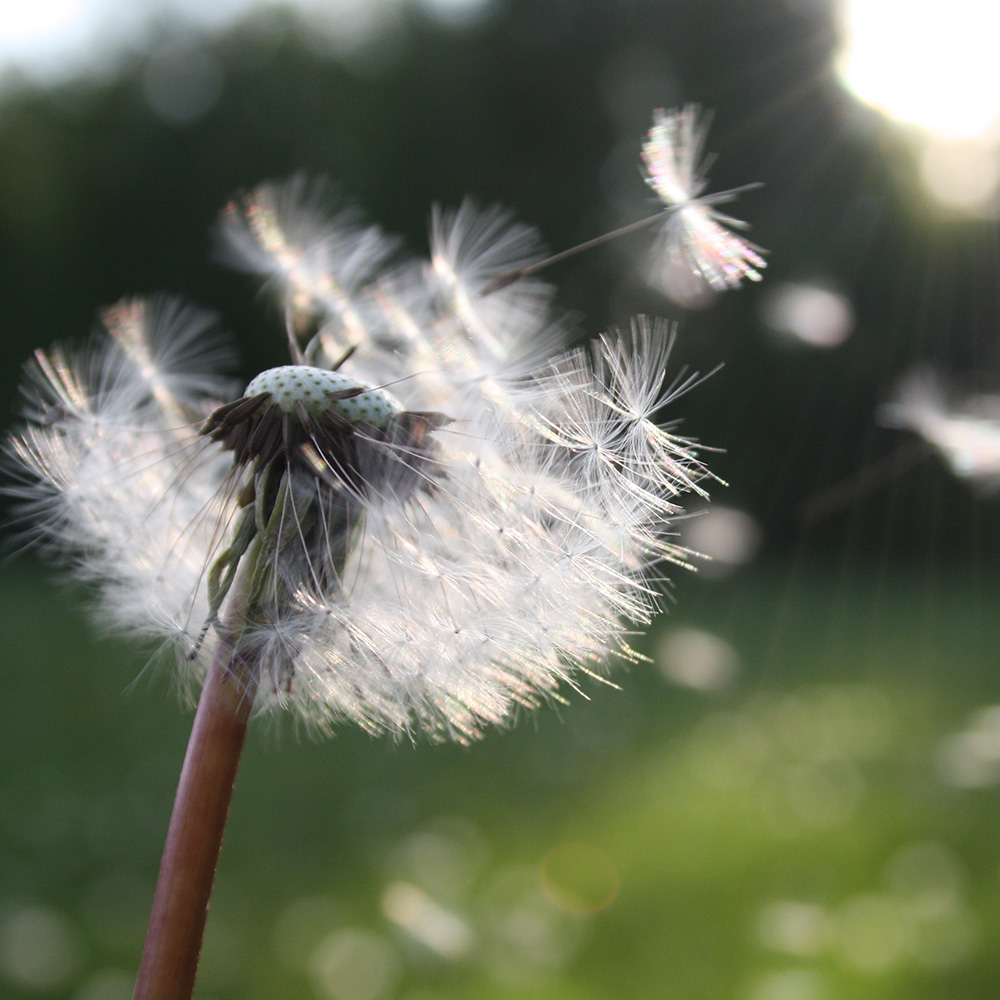 Dandelion blowing - online therapy in California for infertility and loss