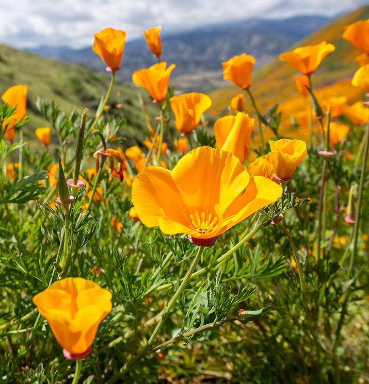 California Poppies - Online therapy in Malibu, Pacific Palisades, Santa Monica, Marina Del Rey