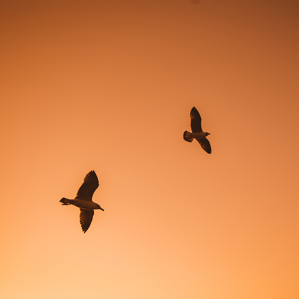 Two birds flying in California sky - Couples Counseling in Malibu, Pacific Palisades, Santa Monica, Marina Del Rey