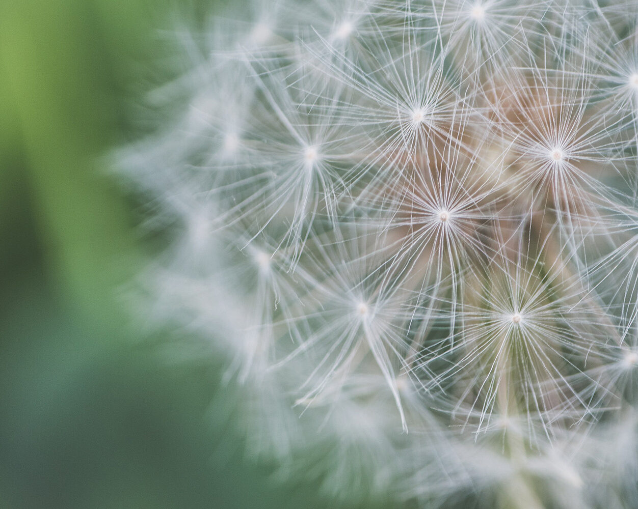 Close up of dandelion representing ambiguous grief and loss.