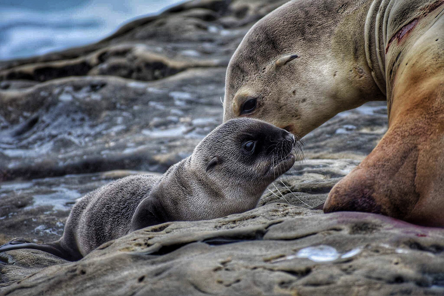 Mother and baby seal representing childhood parentification