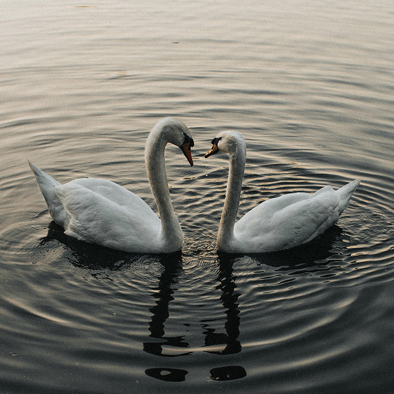 Two swans looking at each other for sex therapy in California